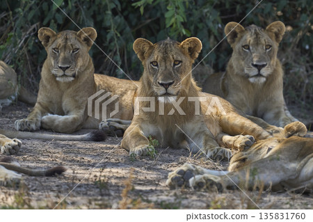 Pride of African Lion 135831760