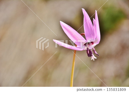 Katakuri flowers blooming in early spring 135831809