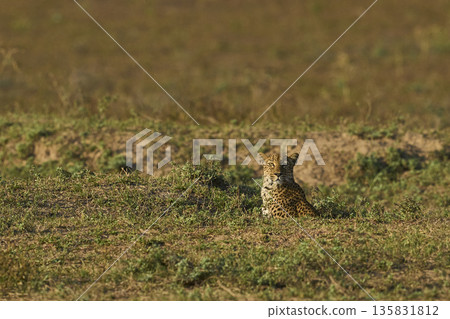Leopard hunting baboons 135831812