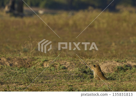 Leopard hunting baboons Leopard hunting baboons 135831813