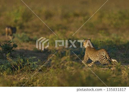 Leopard hunting baboons 135831817