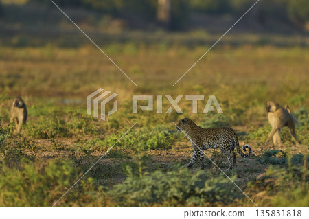 Leopard hunting baboons Leopard hunting baboons 135831818