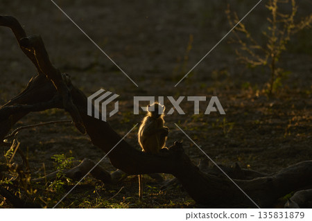 Backlit Yellow Baboons Backlit Yellow Baboons 135831879
