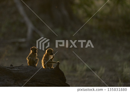 Backlit Yellow Baboons  135831880