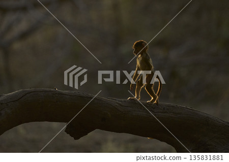 Backlit Yellow Baboons  135831881