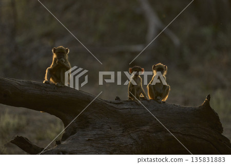 Backlit Yellow Baboons Backlit Yellow Baboons 135831883