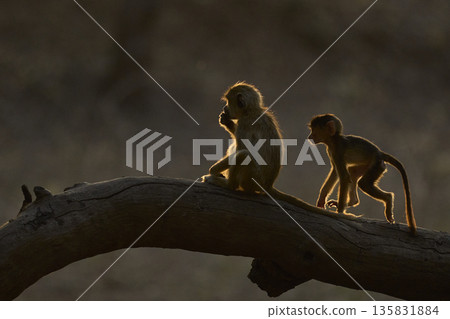 Backlit Yellow Baboons  135831884
