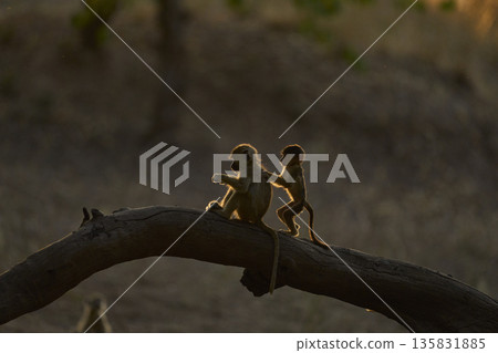 Backlit Yellow Baboons  135831885