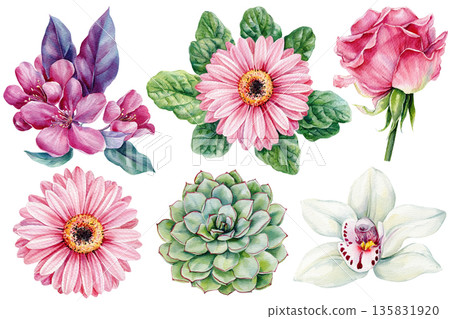 Watercolor floral set with pink gerbera daisies rose orchid succulent and spring leaves isolated on white 135831920