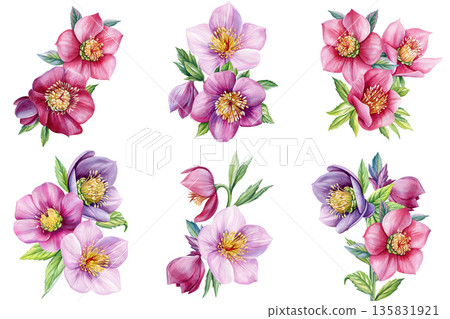 Hellebore purple blossoms watercolor floral cluster with buds and green leaves isolated on white background for winter wedding Hellebore purple blossoms watercolor floral cluster with buds and green leaves isolated on white background for winter wedding 135831921
