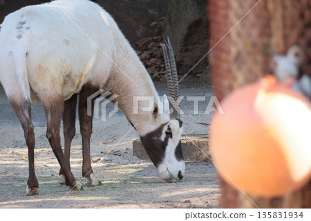 Arabian Orix Arabian Orix 135831934
