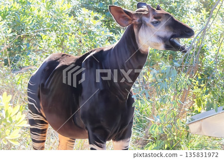 Okapi Okapi 135831972