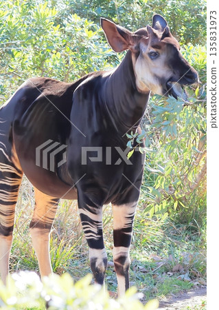 Okapi Okapi 135831973