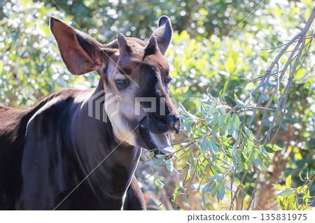 Okapi 135831975