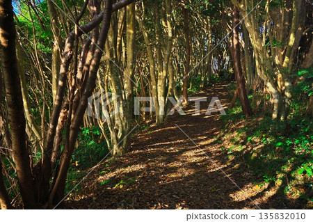 Early winter in Osatsucho, Toba City, sunlight filtering through the trees on the Kujirazaki Promenade Early winter in Osatsucho, Toba City, sunlight filtering through the trees on the Kujirazaki Promenade 135832010