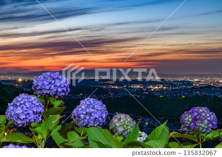 Hydrangea blooming at dusk 135832067