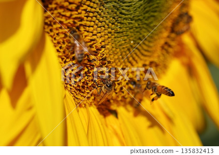 Bees collecting nectar from the stamens of sunflowers 135832413