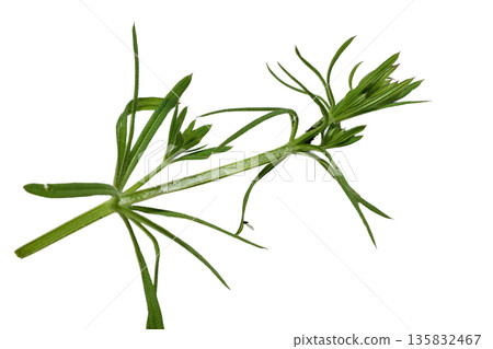 Bedstraw, Galium aparine, is an annual herbaceous plant. 135832467