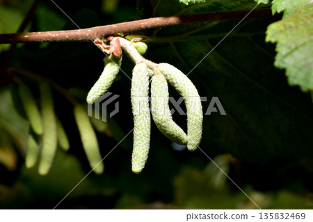Shown are male catkins of the common hazel. Shown are male catkins of the common hazel. 135832469