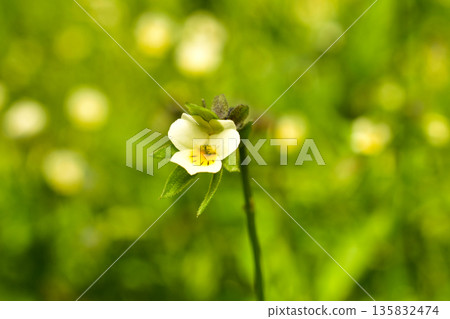 Wild pansy. An annual or biennial herbaceous plant of the Violet family. 135832474