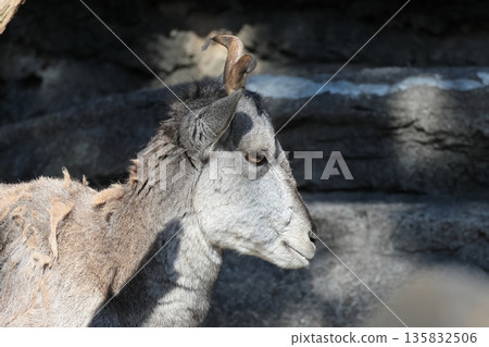 Sue Cho Varal 135832506