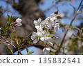 Cherry blossoms ⑤ 135832541