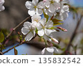 Cherry blossoms ④ 135832542