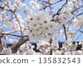 Cherry Blossoms ⑫ 135832543