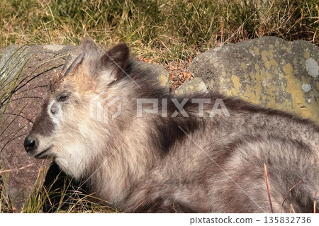 日本血統 135832736