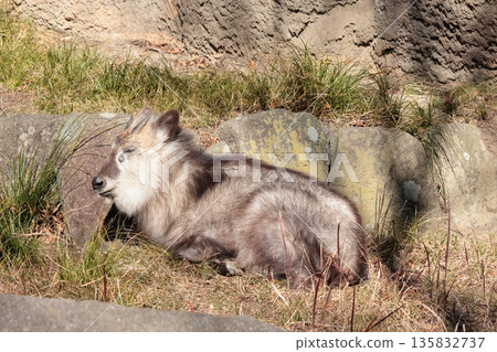 日本血統 135832737