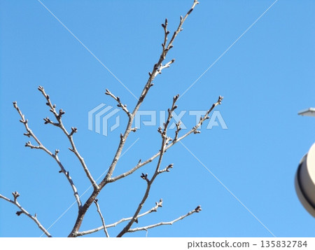 The winter buds of the cherry blossoms on the rows of trees at the Kojima Flower Garden are still firm. The winter buds of the cherry blossoms on the rows of trees at the Kojima Flower Garden are still firm. 135832784