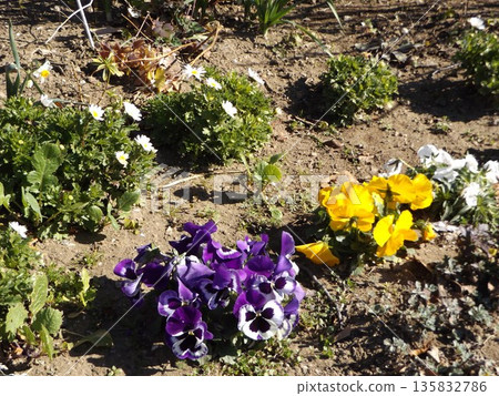 North pole and pansy flowers at Kojima Flower Society flower garden 135832786