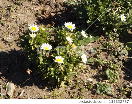 Cute white flowers of North Pole Cute white flowers of North Pole 135832787