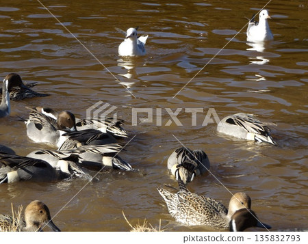 Winter migratory birds, black-headed gulls and pintail ducks, visit the pond on the beach of Inage Seaside Park. 135832793