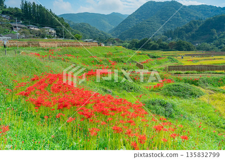 (Saitama Prefecture) Chichibu's Terasaka Rice Terraces: When the Red Spider Lilies Bloom (Saitama Prefecture) Chichibu's Terasaka Rice Terraces: When the Red Spider Lilies Bloom 135832799