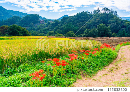 (Saitama Prefecture) Chichibu's Terasaka Rice Terraces: When the Red Spider Lilies Bloom 135832800