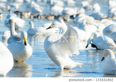 The graceful silhouette of a whooper swan resting its wings in the soft winter light The graceful silhouette of a whooper swan resting its wings in the soft winter light 135832802