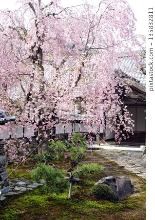 Otsu Sakamoto Ekoin Temple's weeping cherry blossoms Otsu Sakamoto Ekoin Temple's weeping cherry blossoms 135832811