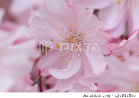 Weeping cherry tree (Kitakata, Fukushima Prefecture) 135832856