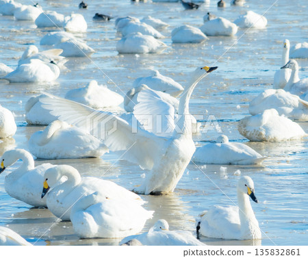 A graceful Tundra swan spreads its wings wide to show off in a frozen rice field 135832861