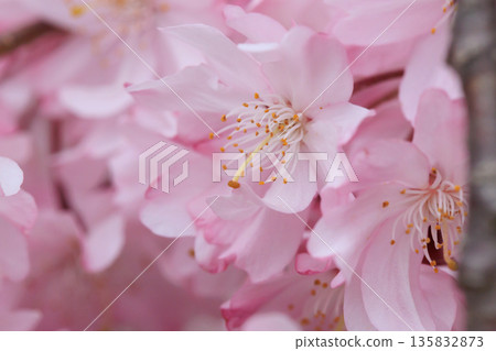 垂枝櫻花(福島縣喜多方市) 垂枝櫻花(福島縣喜多方市) 135832873