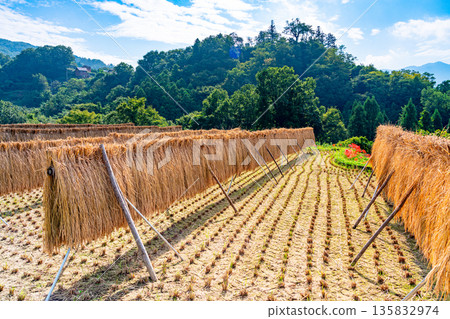 (Saitama Prefecture) Terasaka Rice Terraces in Chichibu 135832974