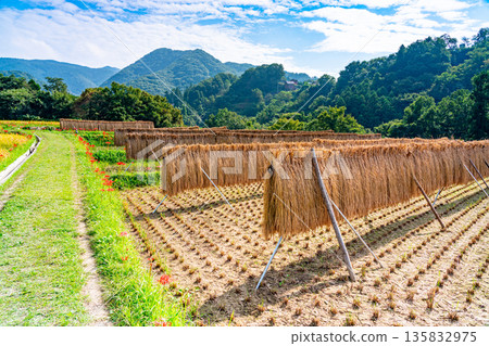 (Saitama Prefecture) Terasaka Rice Terraces in Chichibu 135832975