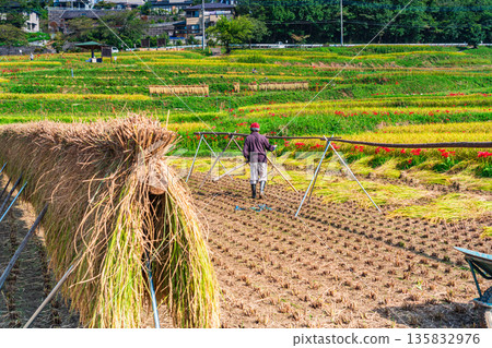 (Saitama Prefecture) Terasaka Rice Terraces in Chichibu (Saitama Prefecture) Terasaka Rice Terraces in Chichibu 135832976