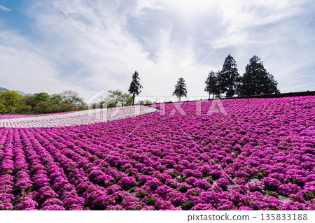 Saitama Prefecture Hitsujiyama Park and Shibazakura Hill Saitama Prefecture Hitsujiyama Park and Shibazakura Hill 135833188