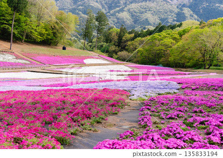 埼玉縣羊山公園和芝櫻之丘 埼玉縣羊山公園和芝櫻之丘 135833194