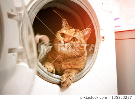 Cat inside a washing machine drum looking out in home setting during daytime. Cat sits inside drum Cat inside a washing machine drum looking out in home setting during daytime. Cat sits inside drum 135833257