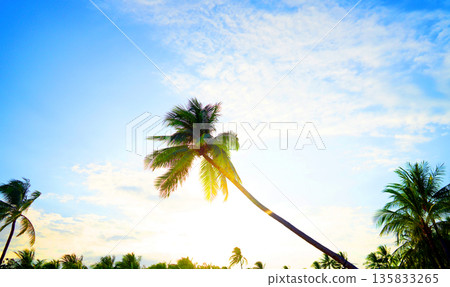 Sunset over tropical landscape with palm trees in blue sky. Palm trees lean towards sunset tropical  135833265