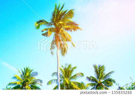 Sunlight shines through tropical palm trees on blue sky background. Tall palm trees Sunlight shines through tropical palm trees on blue sky background. Tall palm trees 135833288