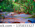 Jungle hiking mountains. Rocks stones mountain river. Dried-up river in jungle. Dense forest jungle 135833327